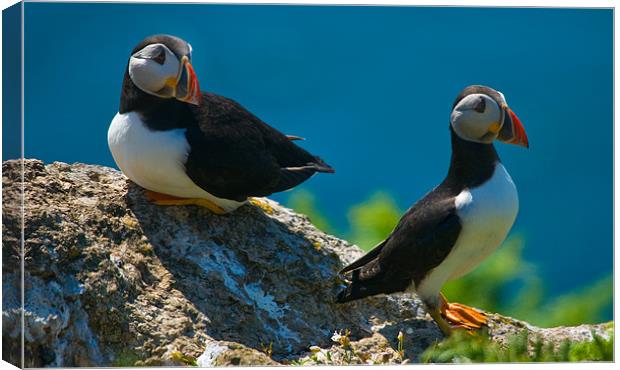 Puffin Couple Canvas Print by Mark Robson