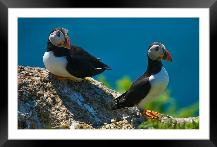 Puffin Couple Framed Mounted Print by Mark Robson