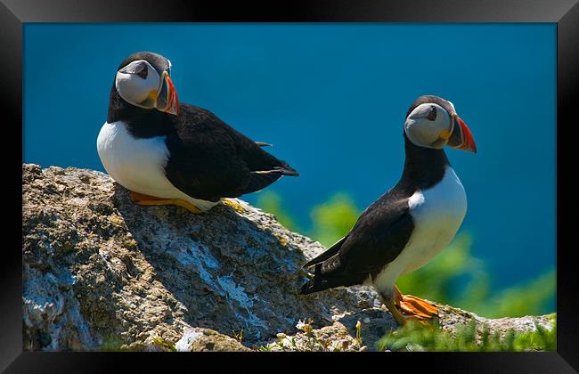 Puffin Couple Framed Print by Mark Robson