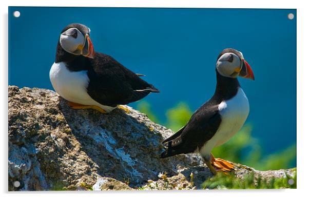 Puffin Couple Acrylic by Mark Robson