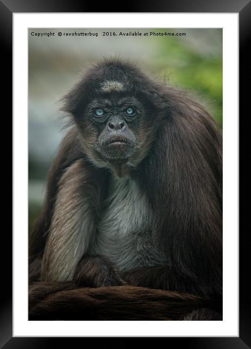 Mr Grumpy, The Variegated Spider Monkey Framed Mounted Print by rawshutterbug 
