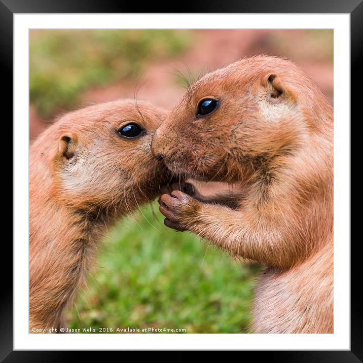 Pair of prairie marmots Framed Mounted Print by Jason Wells