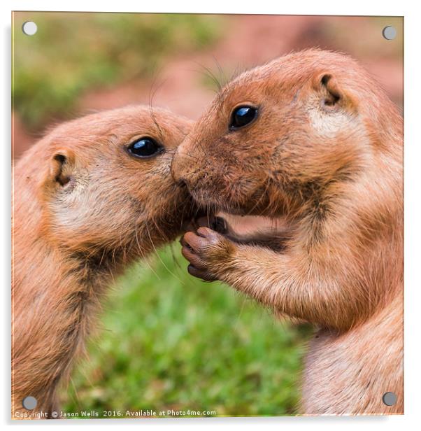 Pair of prairie marmots Acrylic by Jason Wells
