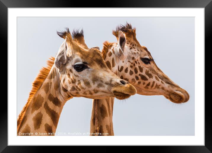West African giraffe pair Framed Mounted Print by Jason Wells