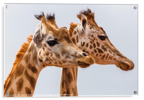 West African giraffe pair Acrylic by Jason Wells