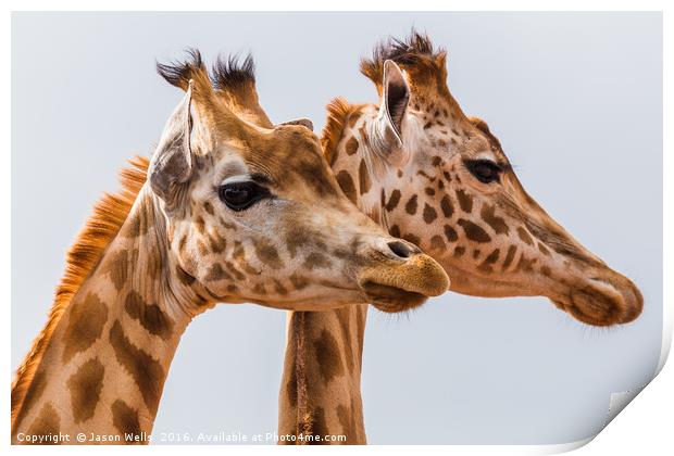 West African giraffe pair Print by Jason Wells