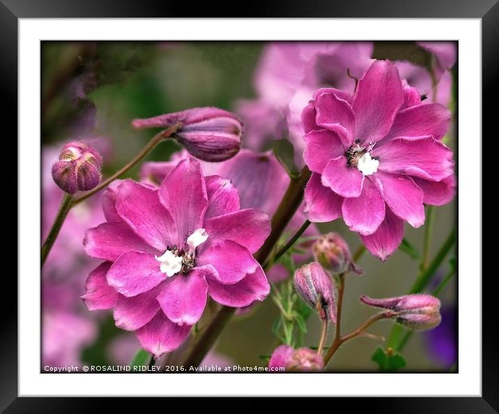 "PINK DELPHINIUMS" Framed Mounted Print by ROS RIDLEY