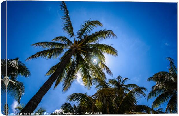 Shade On A Hot Miami Day Canvas Print by matthew  mallett