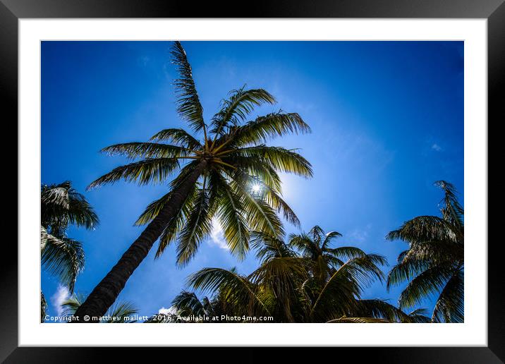 Shade On A Hot Miami Day Framed Mounted Print by matthew  mallett