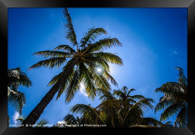 Shade On A Hot Miami Day Framed Print by matthew  mallett