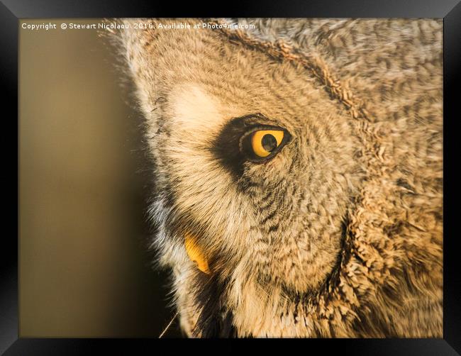 Great Grey Owl Framed Print by Stewart Nicolaou