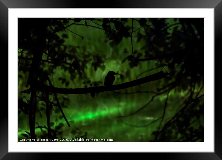 kingfisher silhouette  Framed Mounted Print by peter wyatt