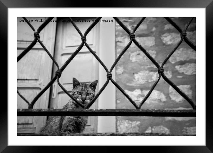 What you looking at? Framed Mounted Print by Claire Castelli