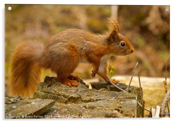 Red Squirrel Acrylic by Robin Purser