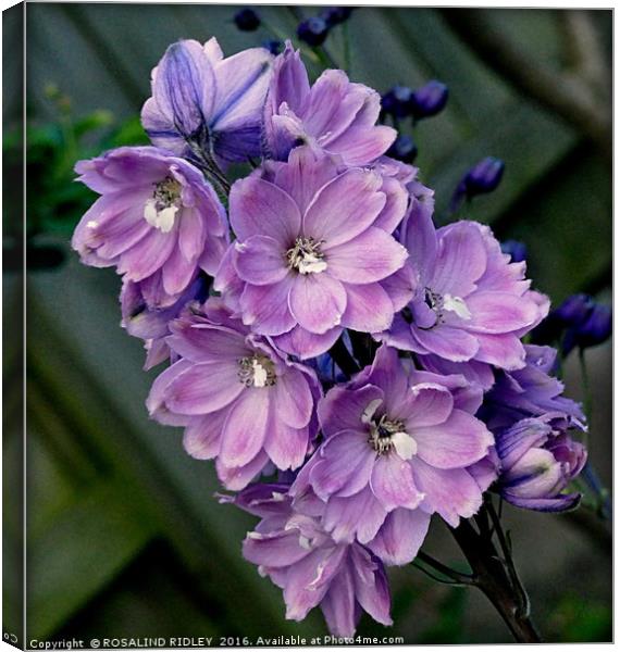 "LILAC DELPHINIUM" Canvas Print by ROS RIDLEY