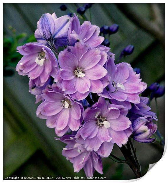 "LILAC DELPHINIUM" Print by ROS RIDLEY