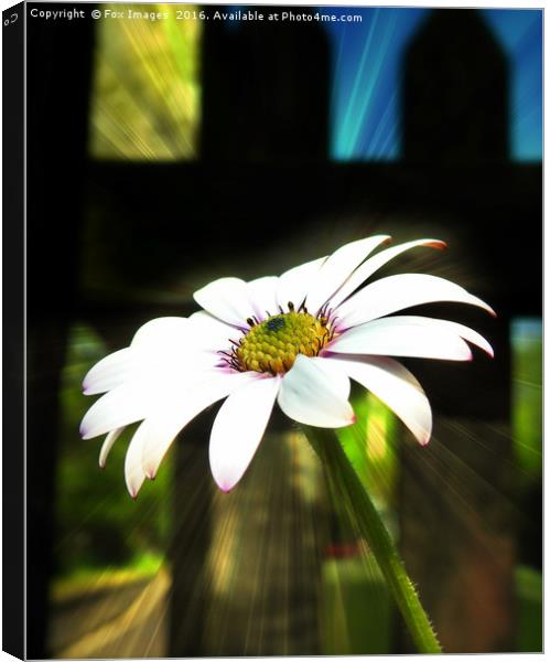 flowers in the garden Canvas Print by Derrick Fox Lomax