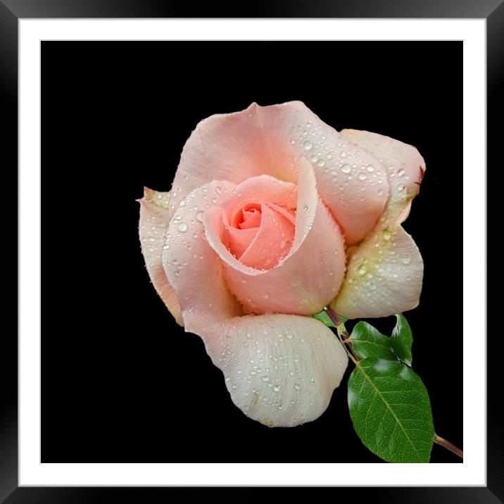 A Pink Rose Framed Mounted Print by Henry Horton