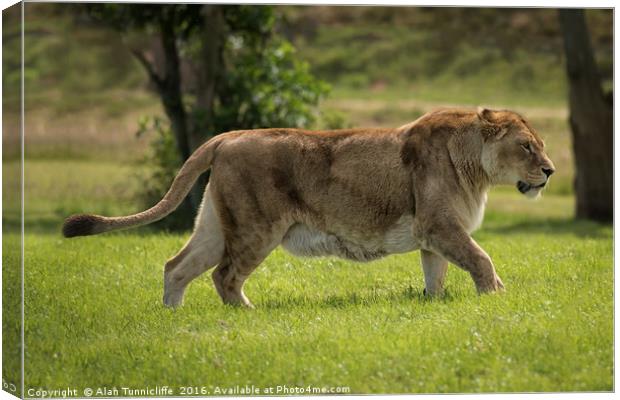 Lioness Canvas Print by Alan Tunnicliffe