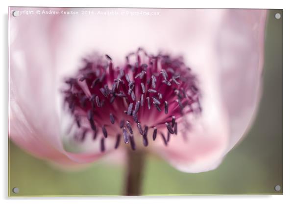Soft summer Poppy Acrylic by Andrew Kearton