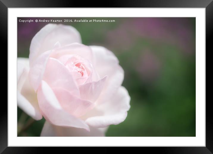 Dreamy pink rose Framed Mounted Print by Andrew Kearton