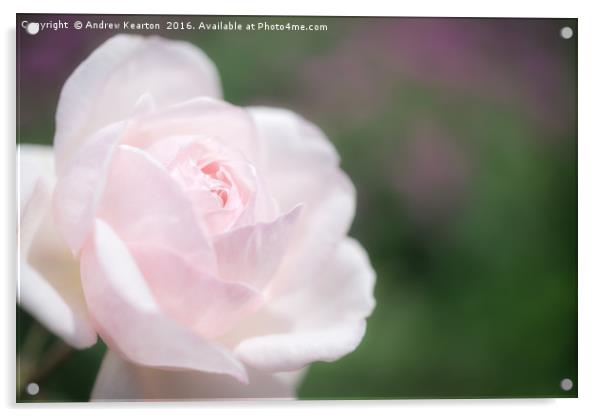 Dreamy pink rose Acrylic by Andrew Kearton