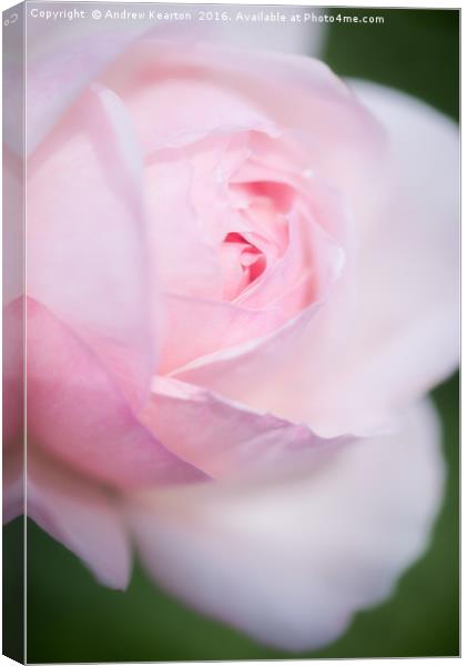 Pale pink rose bloom Canvas Print by Andrew Kearton