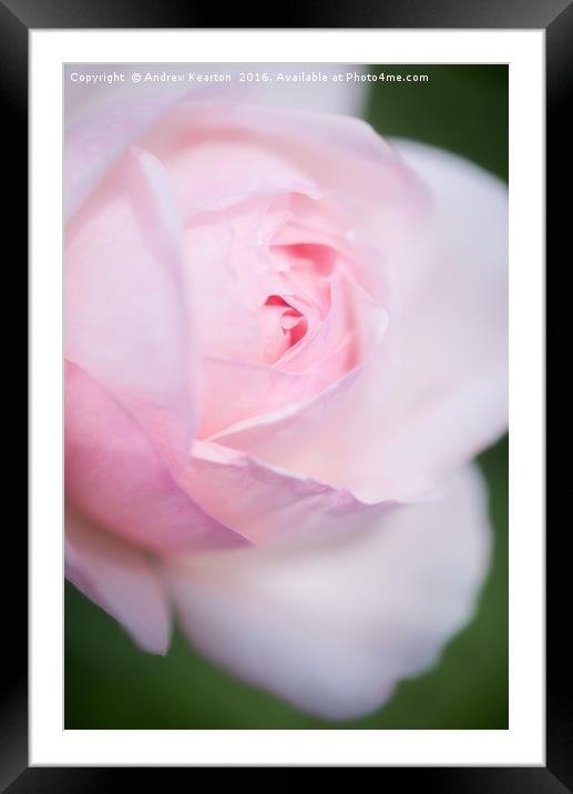 Pale pink rose bloom Framed Mounted Print by Andrew Kearton