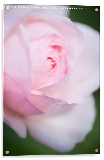 Pale pink rose bloom Acrylic by Andrew Kearton