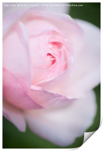 Pale pink rose bloom Print by Andrew Kearton