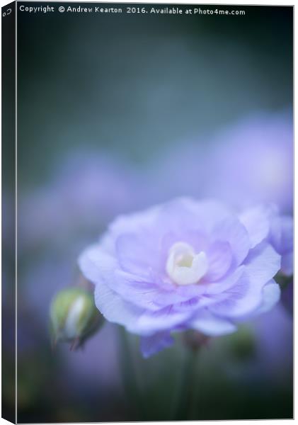 Soft blue bloom Canvas Print by Andrew Kearton