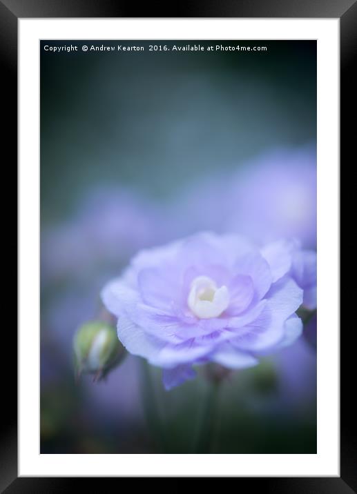 Soft blue bloom Framed Mounted Print by Andrew Kearton