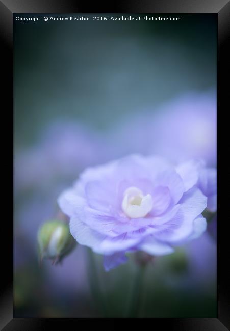 Soft blue bloom Framed Print by Andrew Kearton