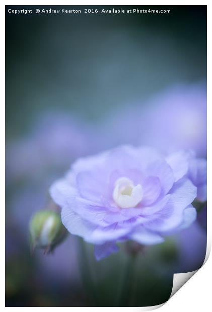 Soft blue bloom Print by Andrew Kearton
