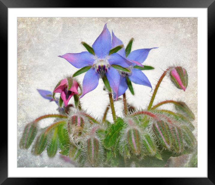 buds n flowers Framed Mounted Print by sue davies