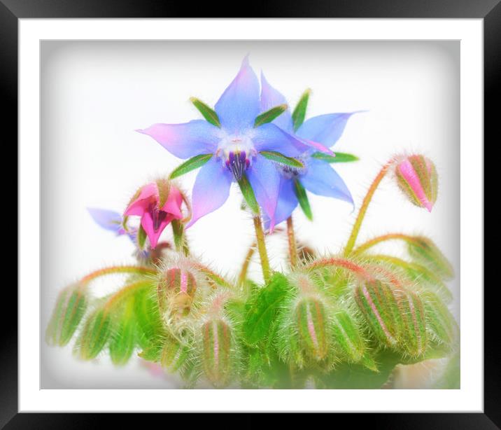 pretty flowers Framed Mounted Print by sue davies