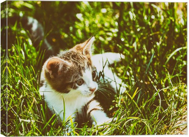 Baby Cat Playing In Grass Canvas Print by Radu Bercan