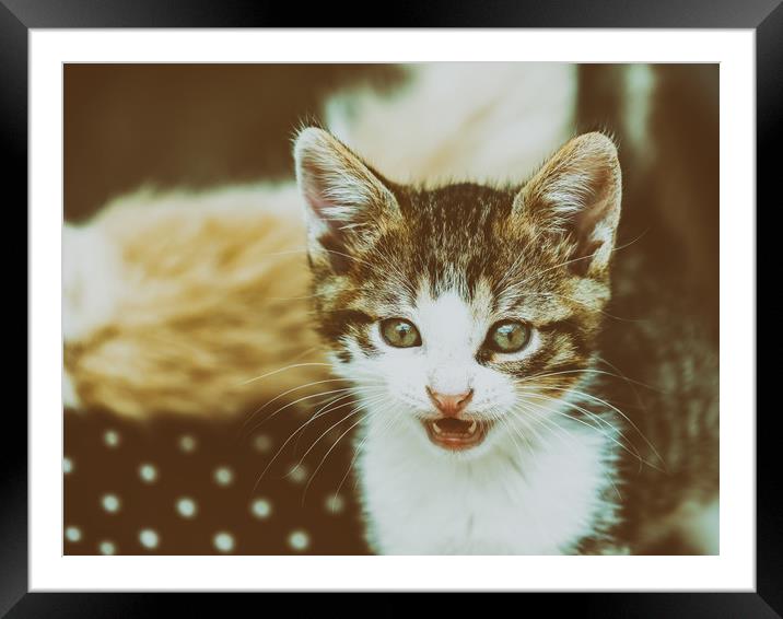 Baby Cat Meowing Framed Mounted Print by Radu Bercan