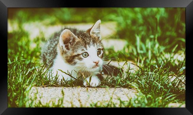 Baby Cat Playing In Grass Framed Print by Radu Bercan