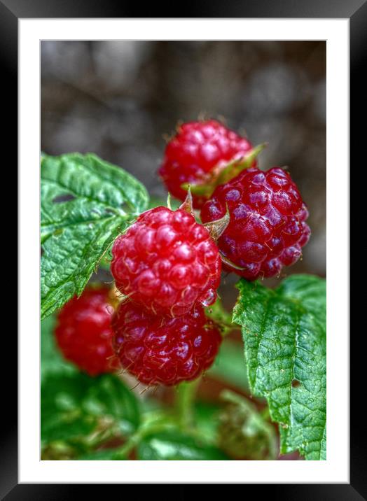 juicy fruit Framed Mounted Print by sue davies