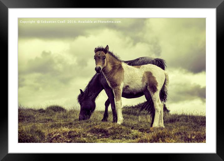 Ponies Dartmoor Framed Mounted Print by Sebastien Coell