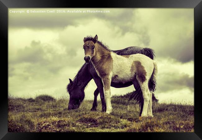Ponies Dartmoor Framed Print by Sebastien Coell