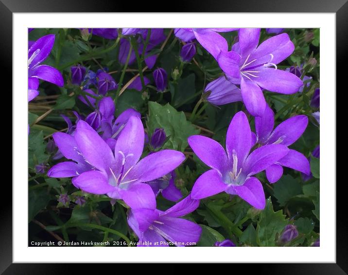 Purple annual lobelia flowers Framed Mounted Print by Jordan Hawksworth