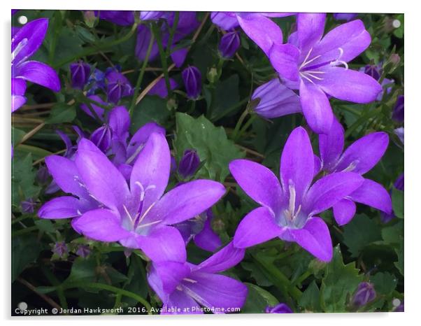 Purple annual lobelia flowers Acrylic by Jordan Hawksworth