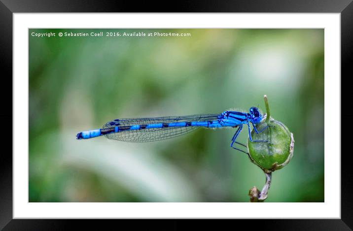 Dragonfly. Framed Mounted Print by Sebastien Coell