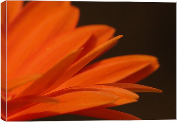 Petals of Orange Canvas Print by Julie Coe