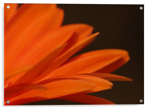 Petals of Orange Acrylic by Julie Coe