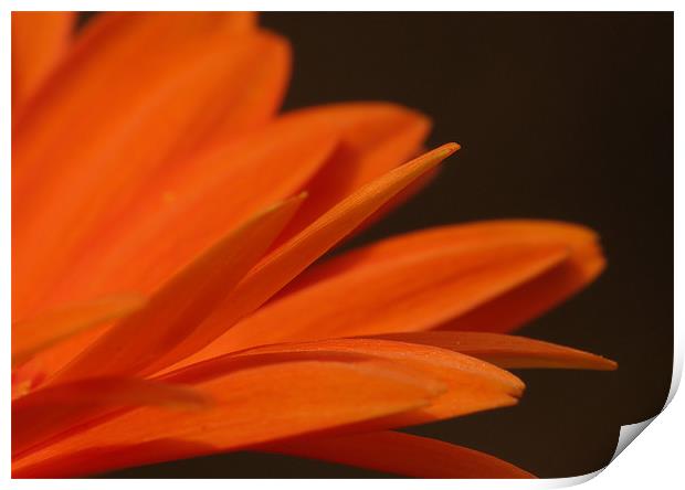 Petals of Orange Print by Julie Coe