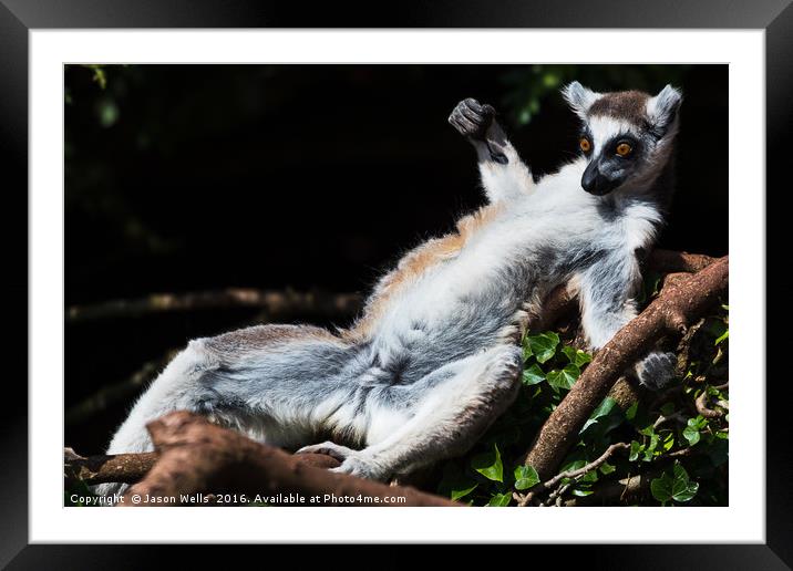Ring-tailed lemur sunbathing on a tree Framed Mounted Print by Jason Wells