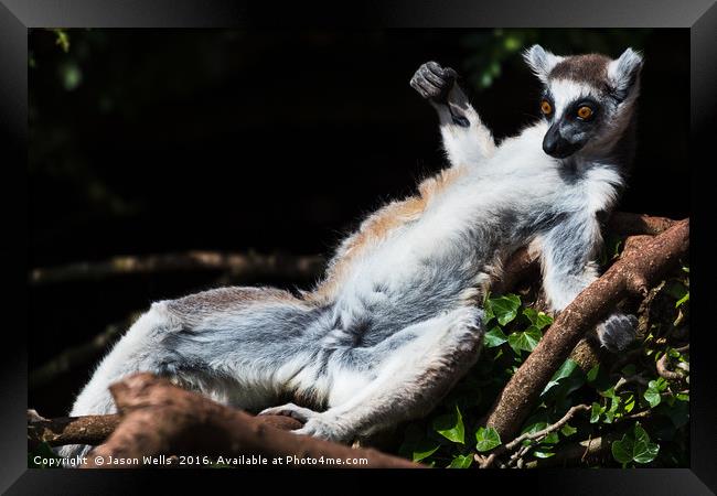 Ring-tailed lemur sunbathing on a tree Framed Print by Jason Wells